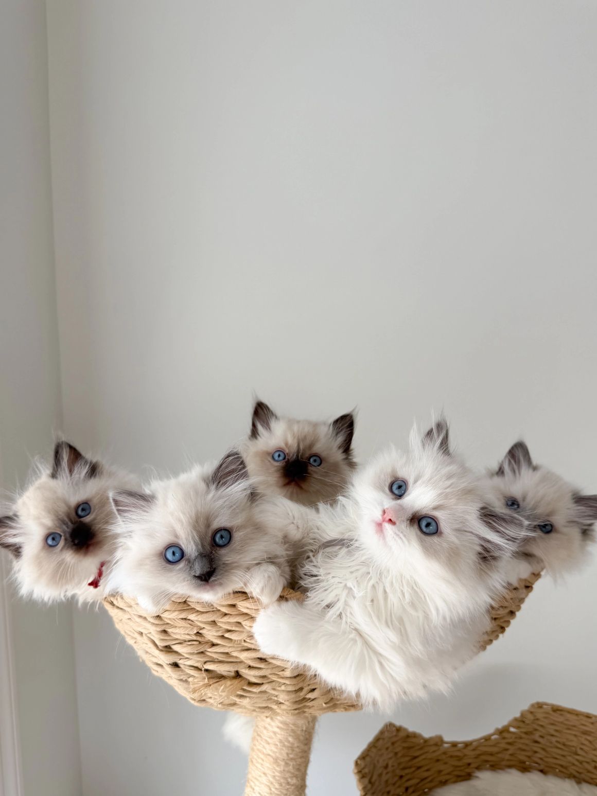 Ragdoll kitten