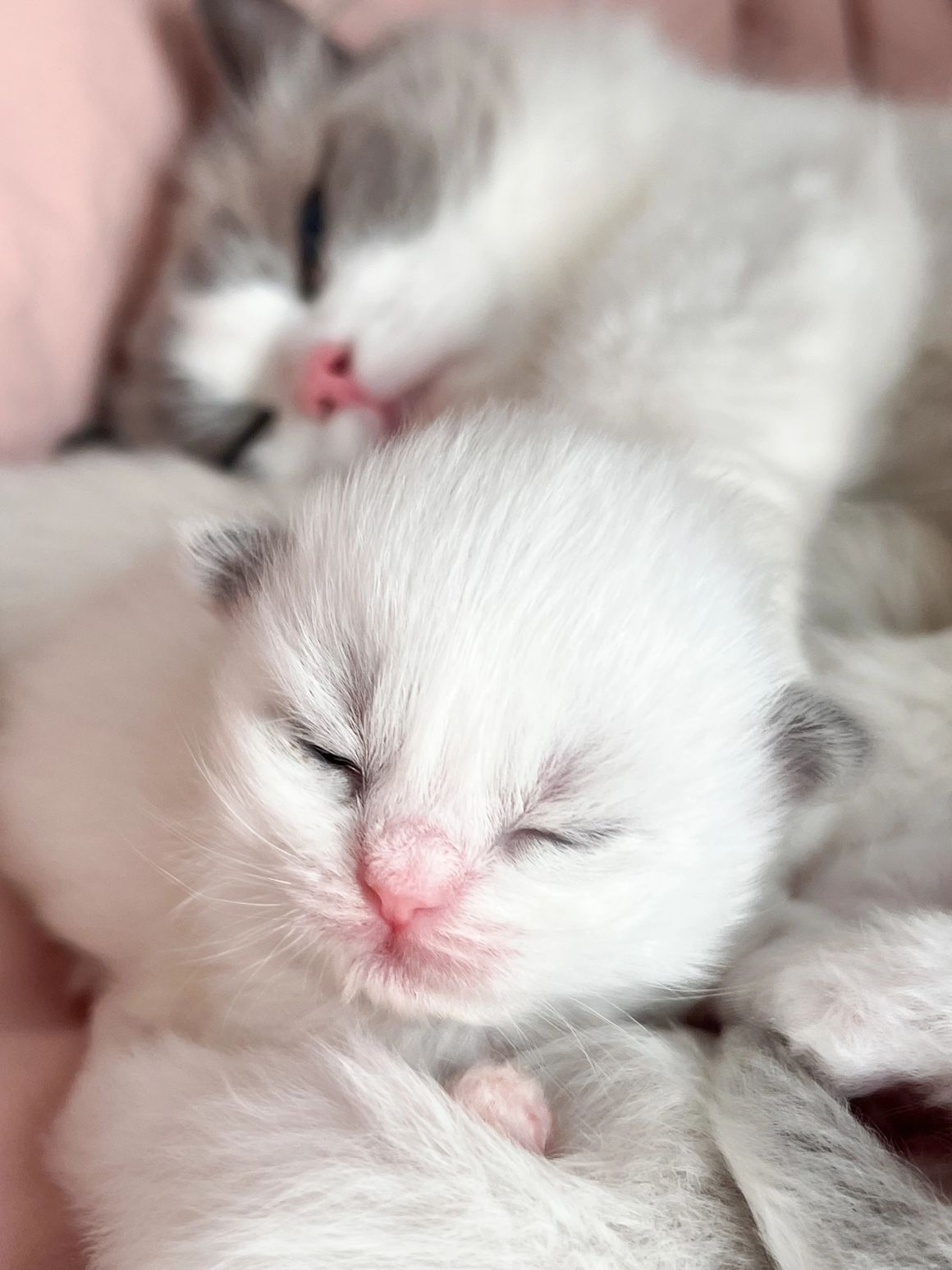 Newborn Ragdoll kitten