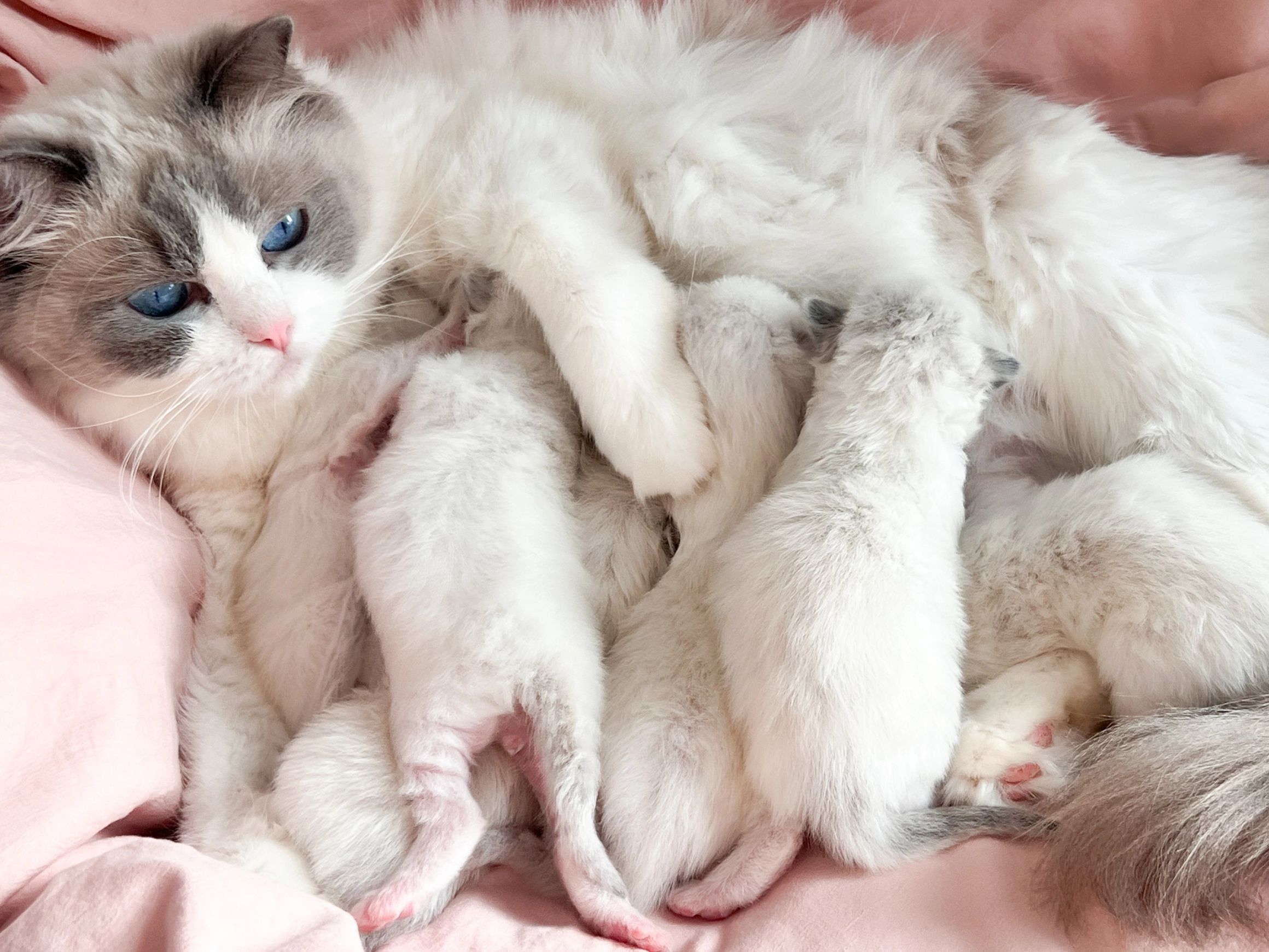 Newborn Ragdoll kittens