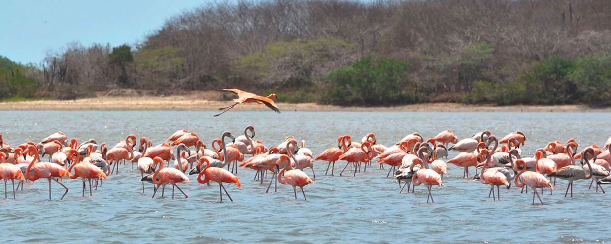 Gran grupo de flamencos en el agua con un flamenco volando.