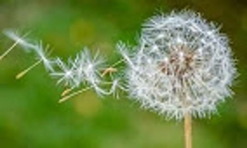 Allergist and Immunologist Dmallergist