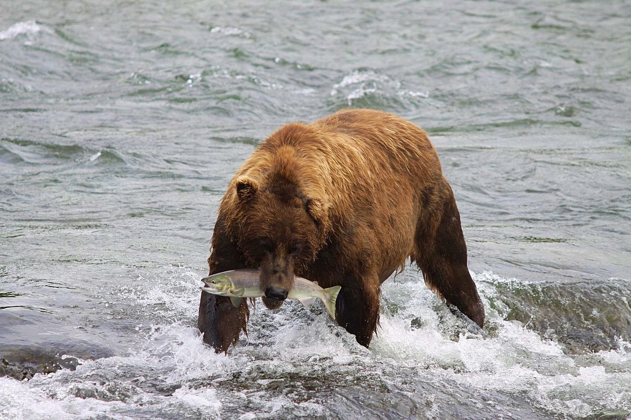 Bears of Katmai National Park and Preserve, Alaska, image size:1280x853