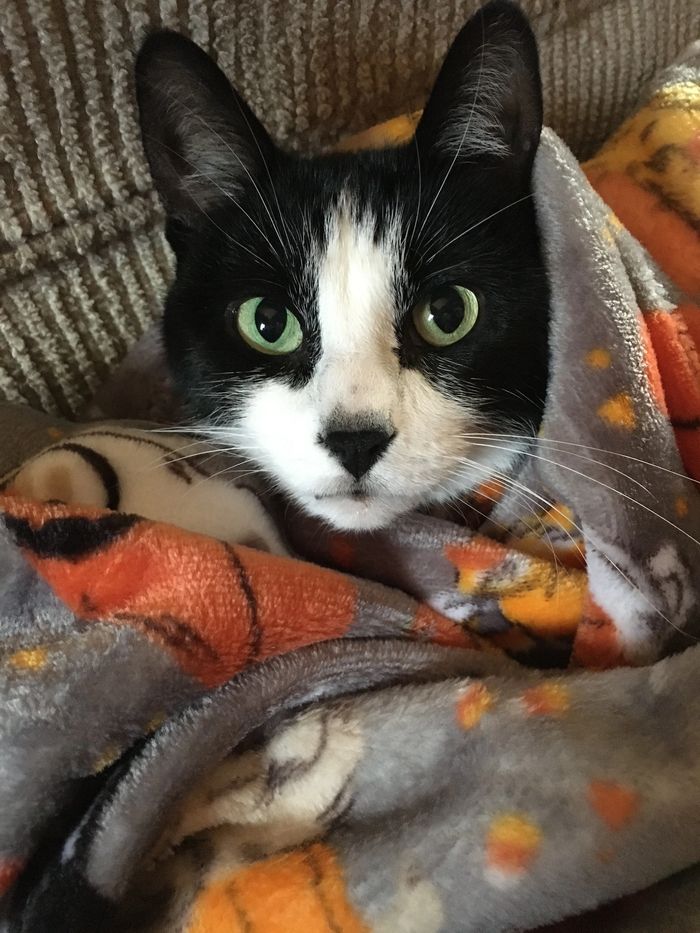 Image of Missy Biggs the cat