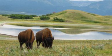 Two bison grazing peacefully near a lake in a grassy landscape.