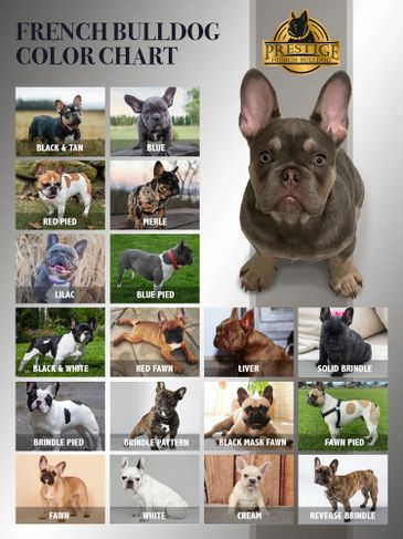 what colors can french bulldogs be