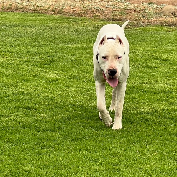 Pure Dogo Argentino