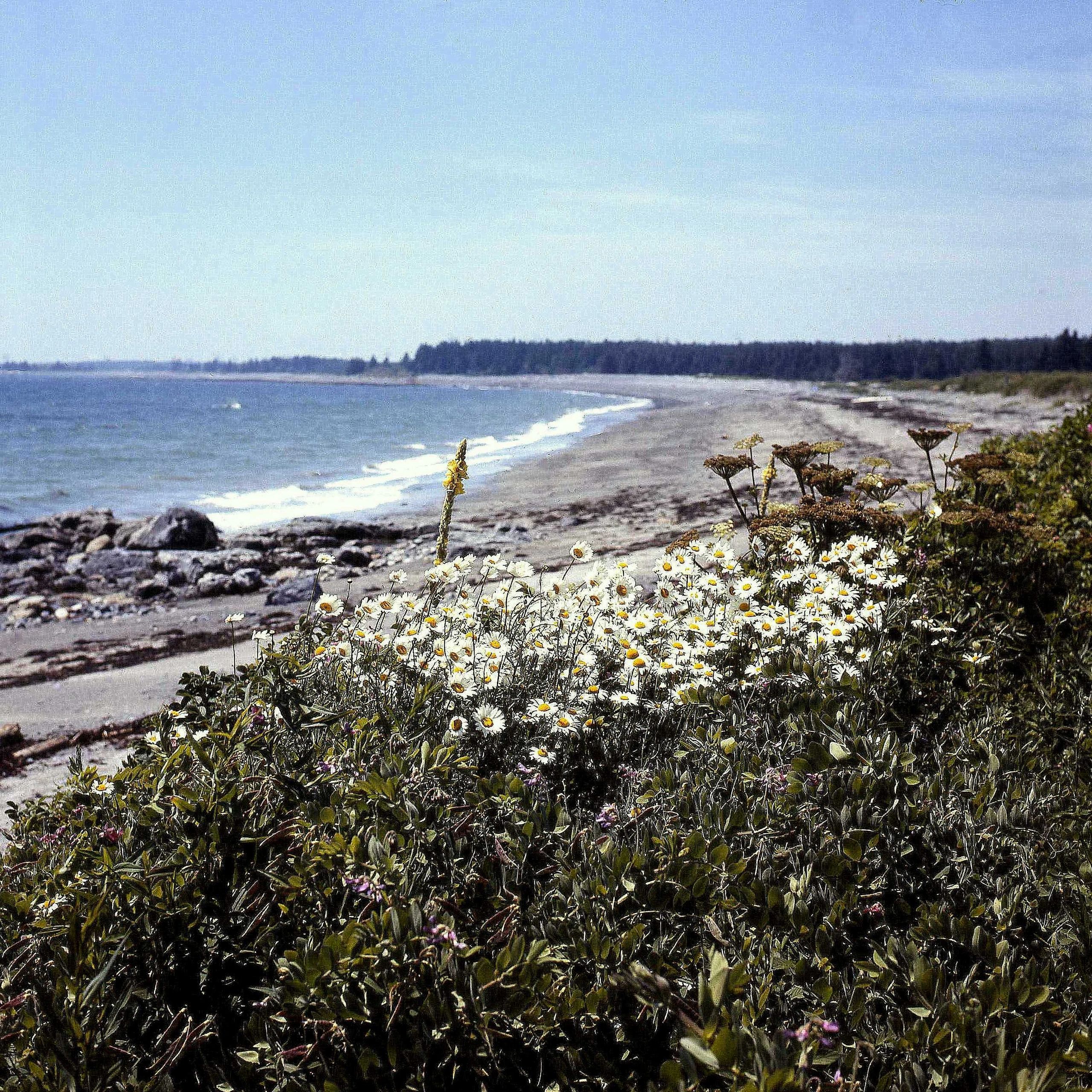 Song Of The Seal Harbor Selkie