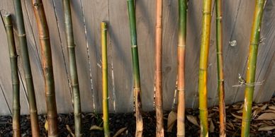 Bamboo Shakuhachi