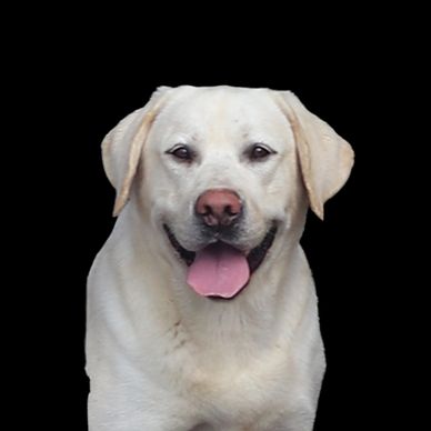 white labrador retriever in kentucky