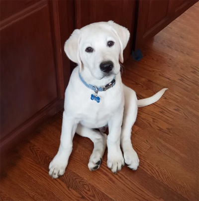 white labs for sale in Kentucky