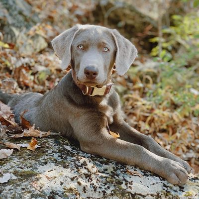 Chocolate Labrador in Kentucky