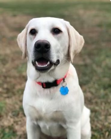 white labs for sale in Kentucky, white labs, lab puppies for sale, lab breeder, top lab breeder