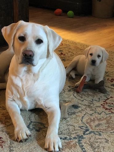 white labs for sale in Kentucky, white labs, lab puppies for sale, lab breeder, top lab breeder