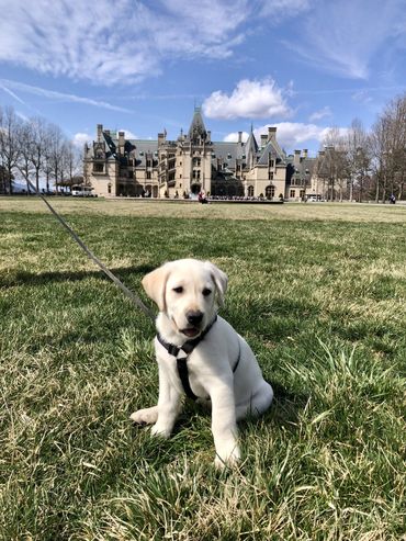 white labs for sale in Kentucky, white labs, lab puppies for sale, lab breeder, top lab breeder