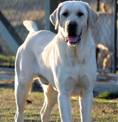 white labrador retriever in kentucky