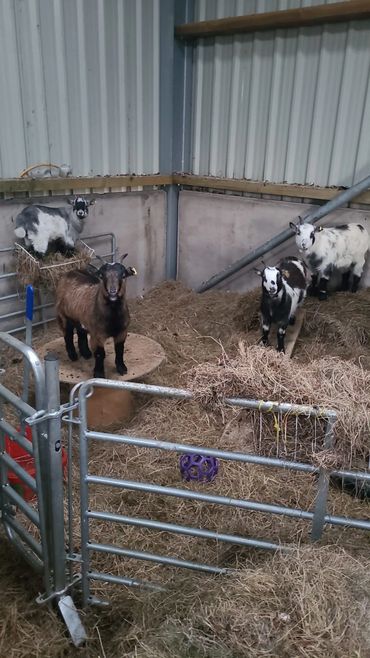 Troublesome Pygmy goats