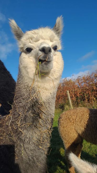 Matilda the alpaca