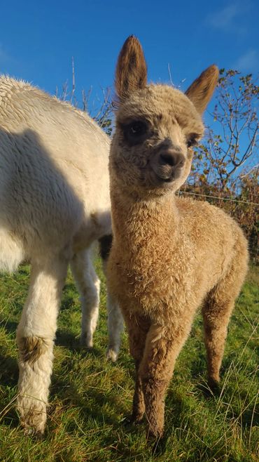 A young Magnus the Alpaca