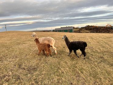 Alpacas