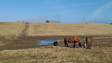 Horses enjoying some winter sun