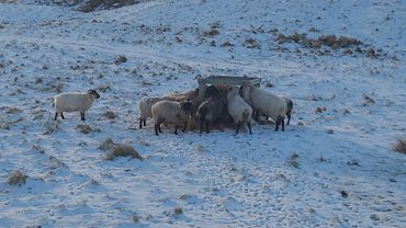 Boreray sheep in the snow
