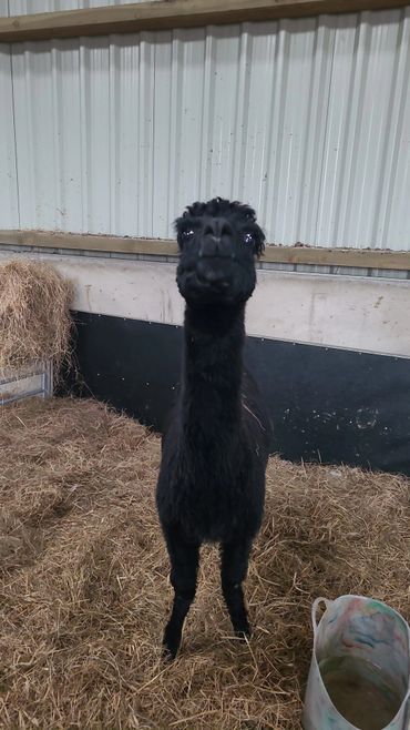 Lola the Alpaca