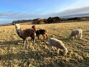 Alpacas and poll
Dorset lambs
