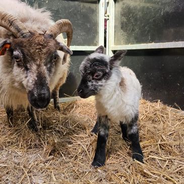 Orkney boreray sheep with lamb