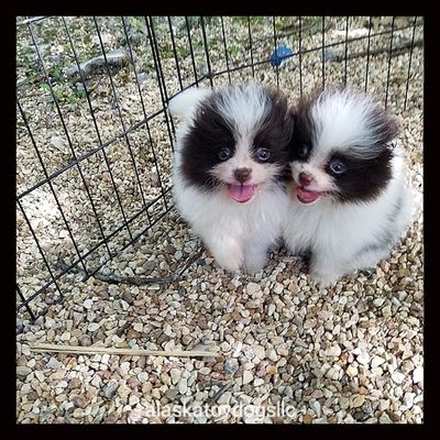 Toy Pomeranian Puppies