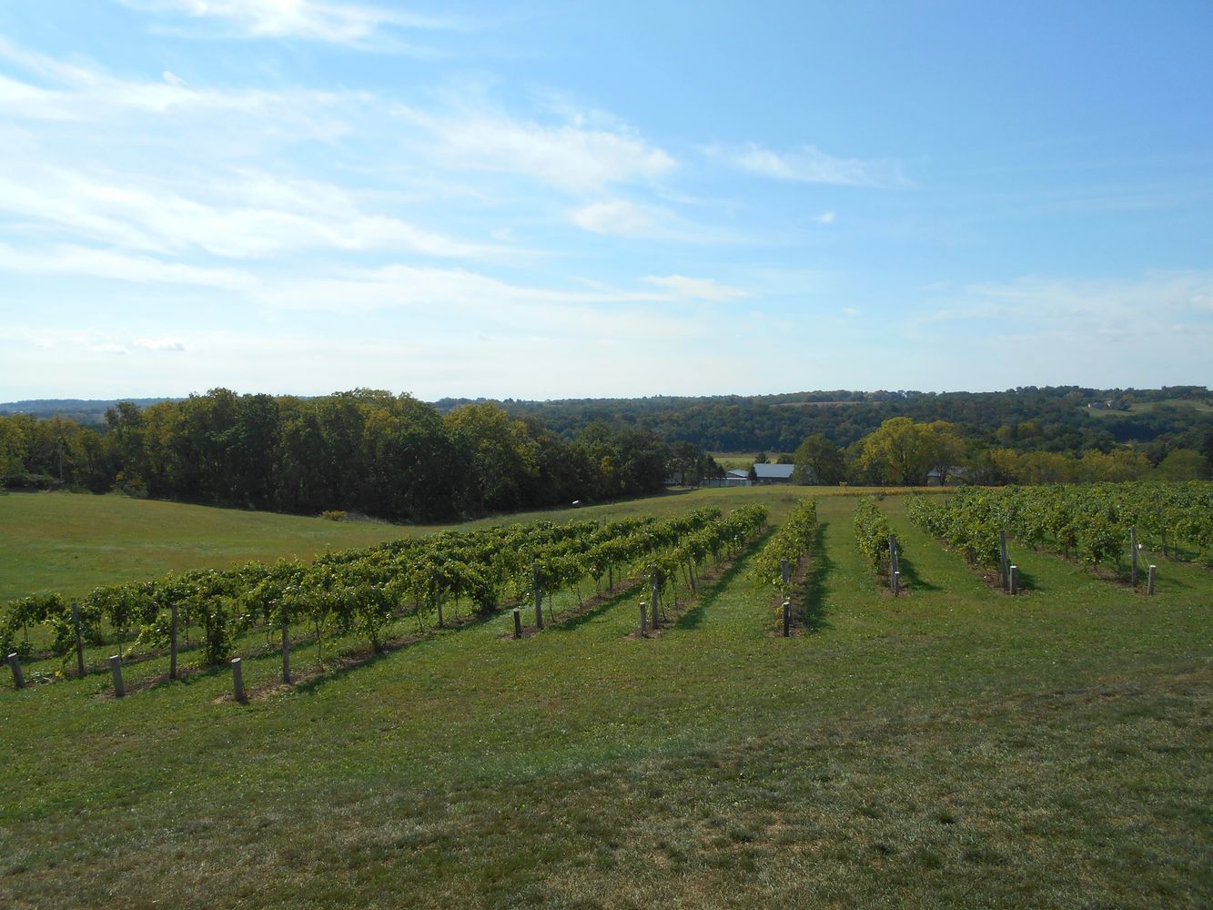 Central Wisconsin Vineyard