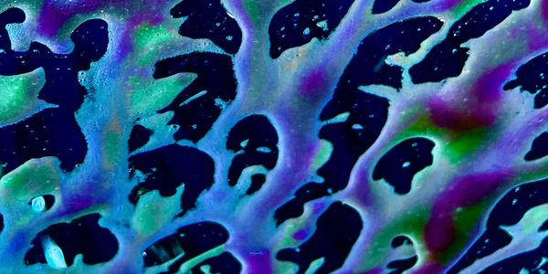 Synapse