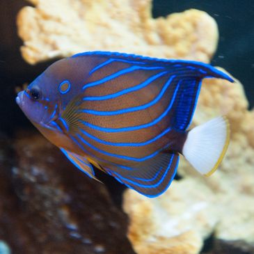 How to Start an Aquarium Maintenance Business