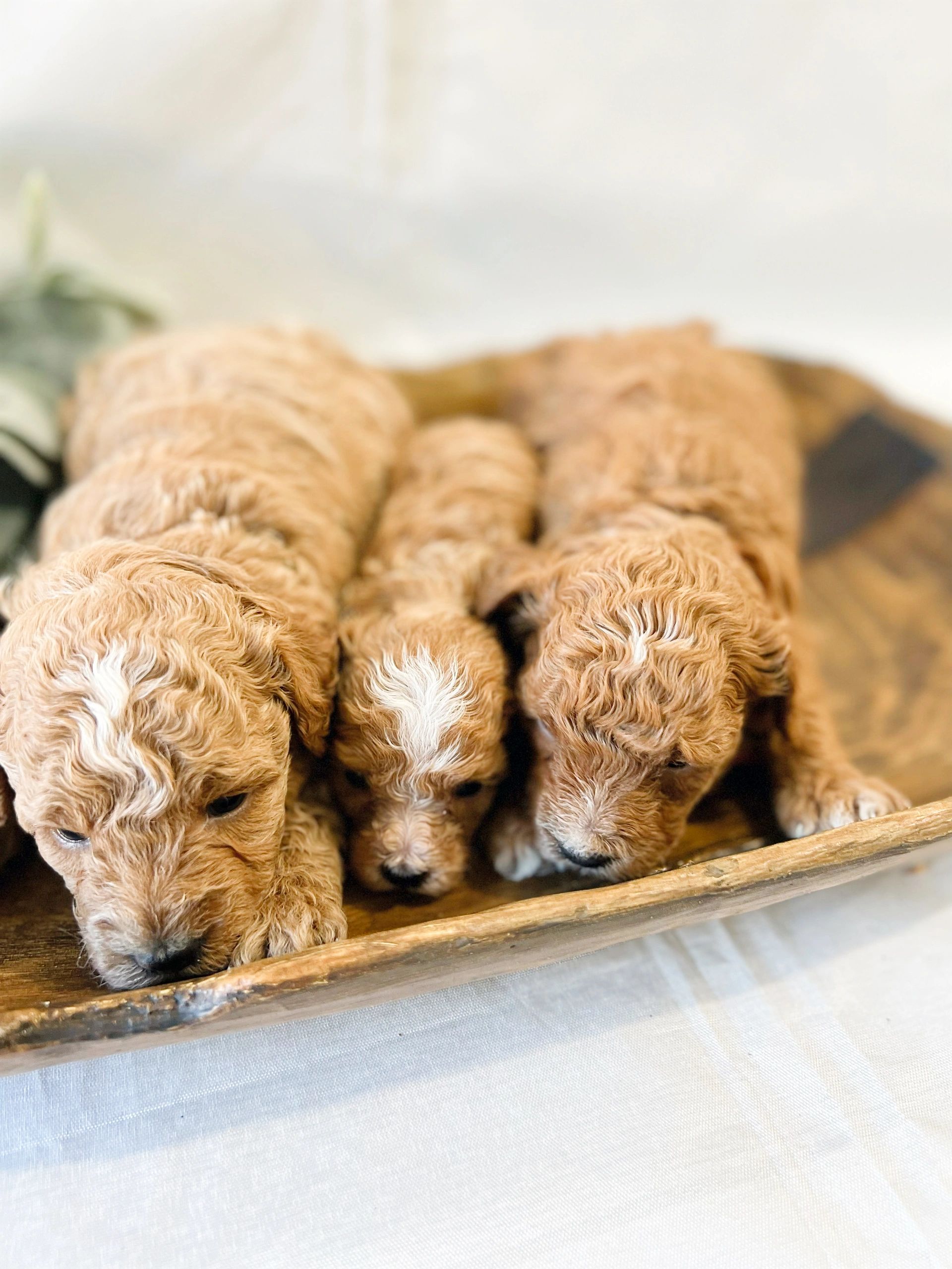 Millers Poodles & Doodles Mini Golden Doodles, Poodle, Pets