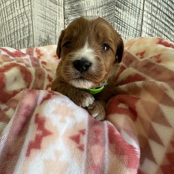 Adorable brown puppy nestled in a soft patterned blanket.