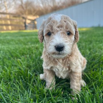Adorable curly-haired puppy sitting on green grass outdoors.