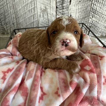 Fluffy brown and white puppy resting on a soft pink patterned blanket.