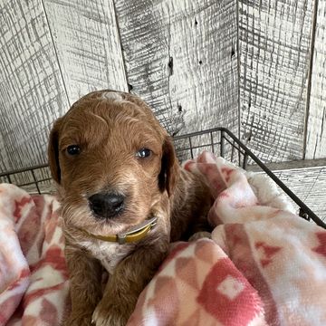 Adorable brown puppy resting on a soft pink blanket inside a cozy enclosure.