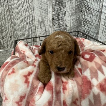 A small curly brown puppy resting on a soft pink patterned blanket.