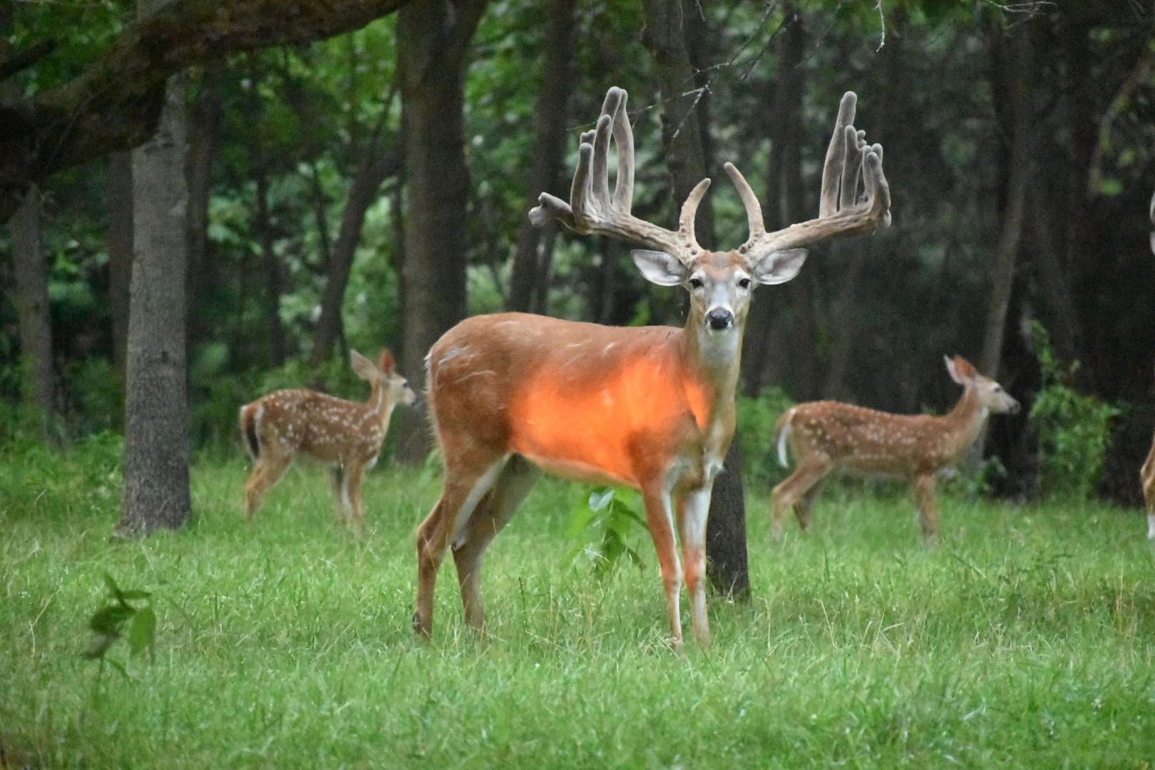 Gallery hilltop whitetails