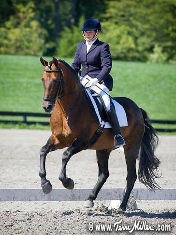 Statesmans Signature Open Competition to 4th Level Sport Morgan Sire of nat’l / international Champs