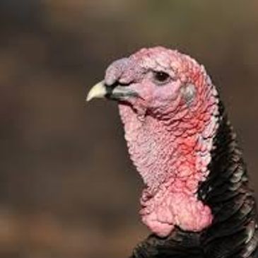 Close-up of a turkey's head showing its pink and red warty skin texture.