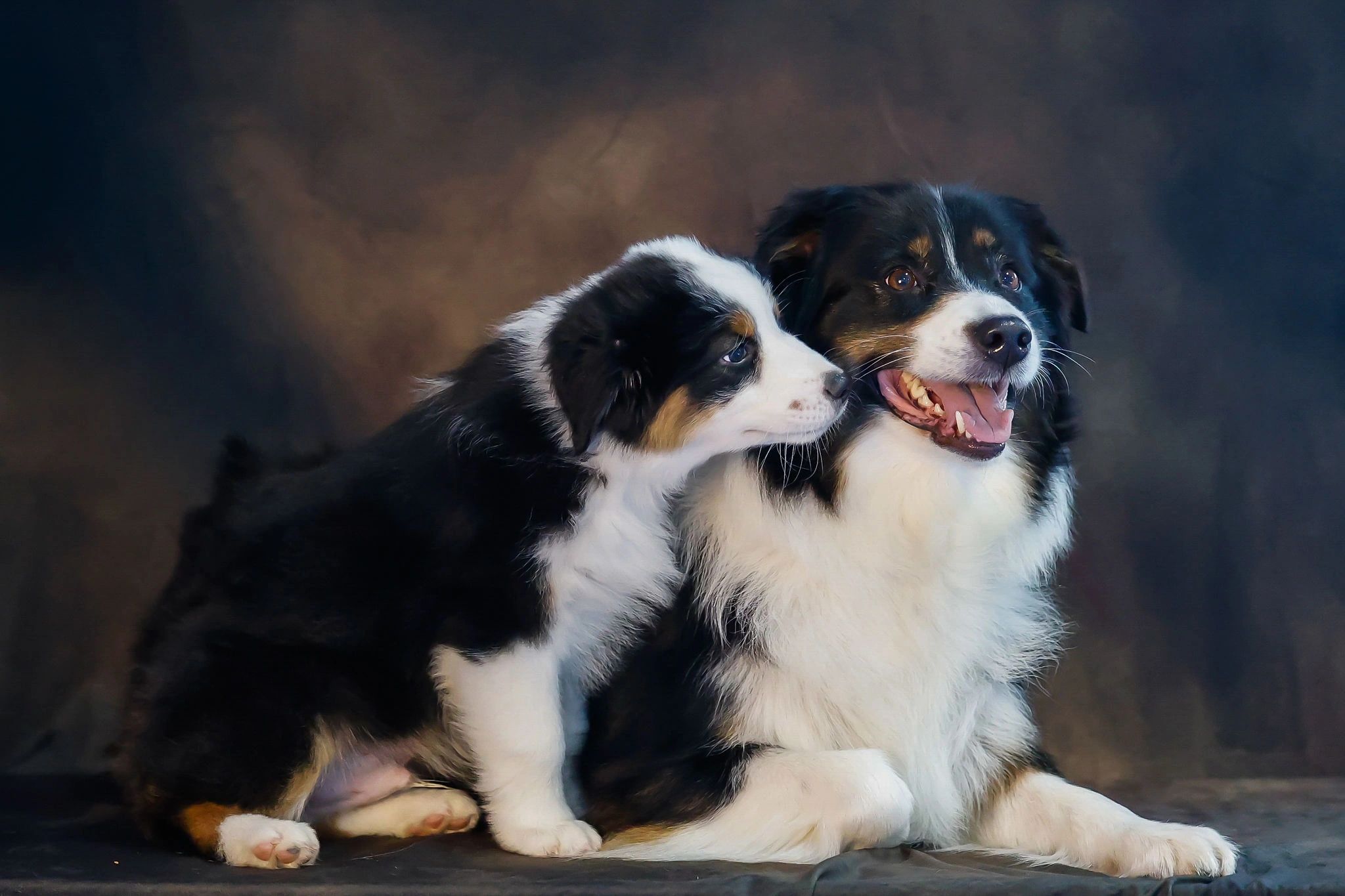 Top Australian Shepherd Breeders - Beacon Hill Aussies