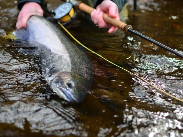 Person holding a large fish with a fishing rod.