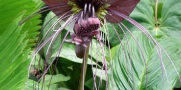 Picture of black bat plant
