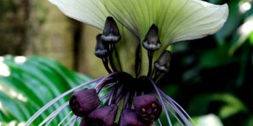 White Bat Plant. Tacca integrifolia.