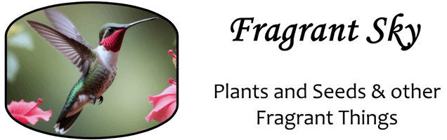 Fragrant Sky