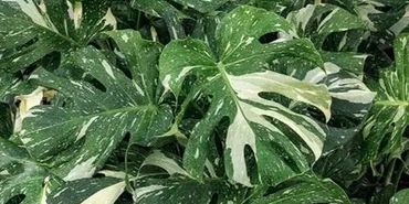 Monstera Thai Collection