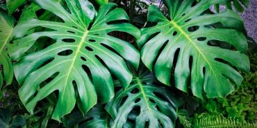 Image of a Monstera delicosa plant. Common name is Fruit Salad Plant.