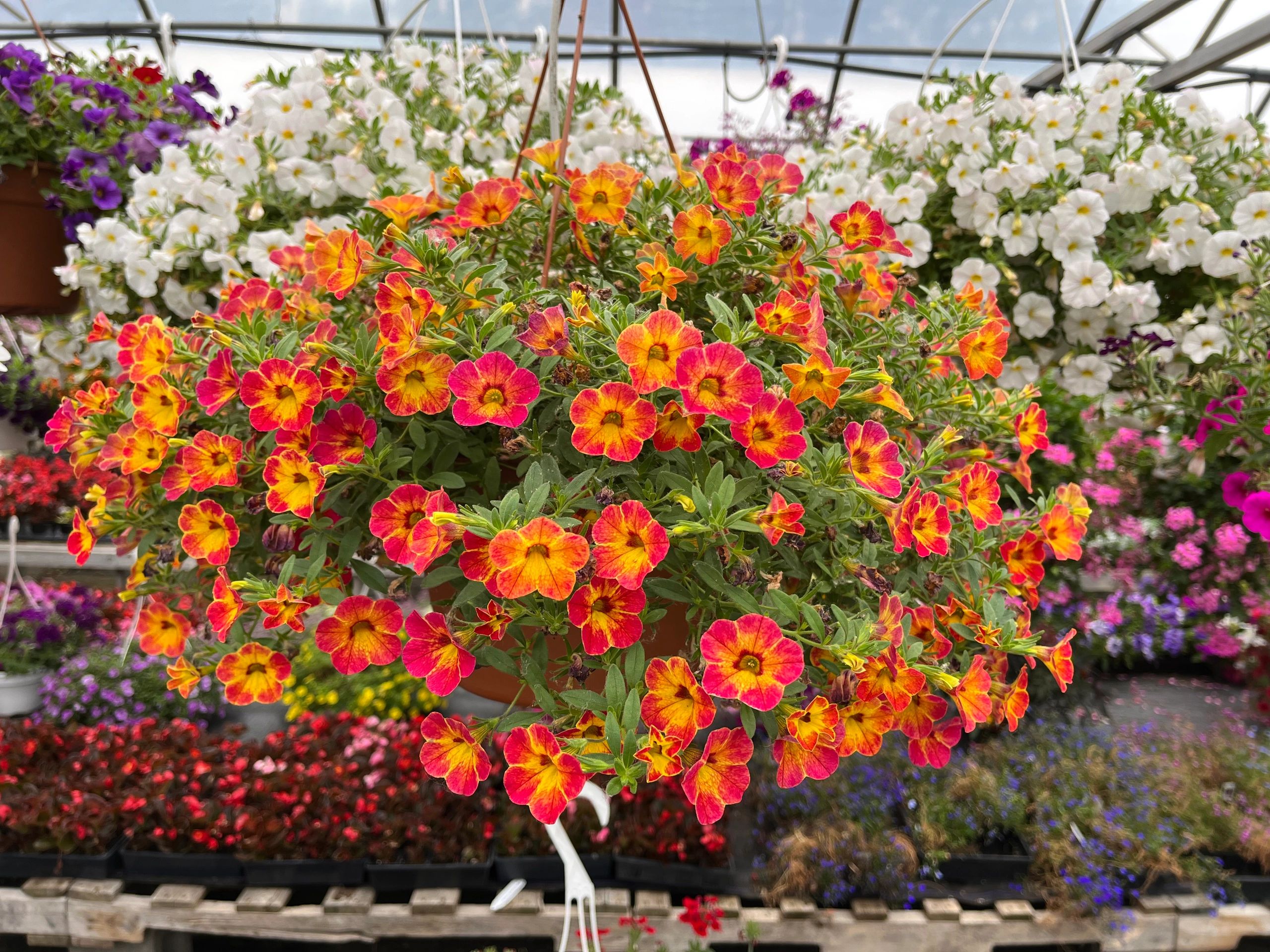 Pike's Greenhouse Home