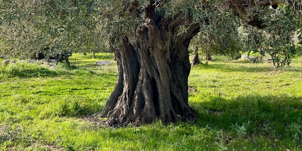 800-year old tree in a sustainable, no-till olive grove located at Eco Sicily SRL